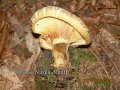 foto funghi 2 - Paxillus Involutus